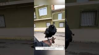 This man managed to rescue a crow in time from a fierce hawk and then animalshorts [upl. by Spindell261]