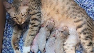 shinchu giving birth to 5 kitten catgivingbirth catdeliveryvlog catlover kitten [upl. by Anniken]