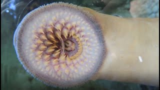 Facts The Sea Lamprey [upl. by Aivilo997]