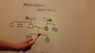 Mitochondrial Inheritance [upl. by Brent678]