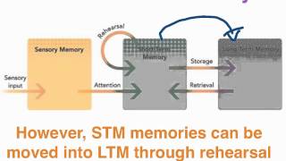 STM  VCE Unit 3 Psychology [upl. by Leif]