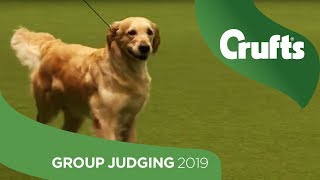 Gundog Group Judging and Presentation  Crufts 2019 [upl. by Melbourne587]