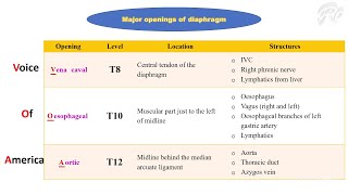 Thoracoabdominal diaphragm [upl. by Lacim]