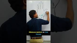 Median Nerve in the Hand  Anatomy  in 2 minuets  Simplified [upl. by Latashia]