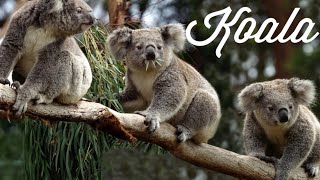 Koala documentary [upl. by Myra]