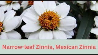 Zinnia angustifolia Growing Guide Narrowleaf Zinnia by Gardeners HQ [upl. by Hoffert]