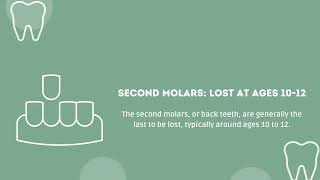 Sequence of Tooth Loss in Children [upl. by Llewsor]