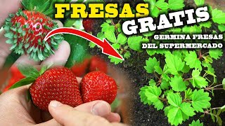 CIENTOS de FRESAS GRATIS Germinar FRESAS o FRUTILLAS del supermercado [upl. by Eanert]