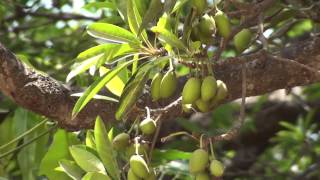 Mohua Madhuca Indica  Indian butter tree [upl. by Eiramnwad]