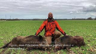 Chasse au gros gibier  Sangliers chevreuils en Normandie [upl. by Benzel]