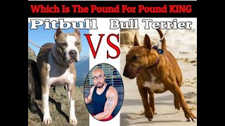 Bull Terrier VS Pitbull quotWho Will Winquot [upl. by Zoilla]