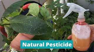 DIY PESTICIDE  HOMEMADE INSECT REPELLANT  Natural Pesticide for Plants  Effective Insecticide [upl. by Nahej]