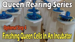 Finishing Queen Cells In An Incubator JCs Queen Rearing Series [upl. by Nibur]