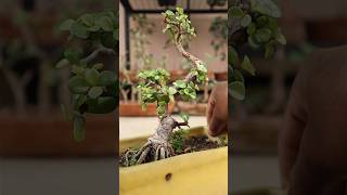 How to Repot a Jade Plant – Easy Guide [upl. by Gerstein]