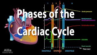 The Cardiac Cycle Animation [upl. by Brand]