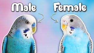 How to Tell if Your Budgie is a MALE or FEMALE [upl. by Nama365]