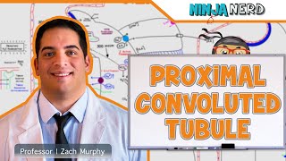 Renal  Proximal Convoluted Tubule [upl. by Hgielac]