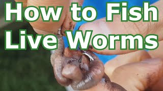 How to Fish with Live Worms Setup  Hooking Tips  Lakes Rivers Creeks Ponds [upl. by Acinoj]