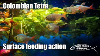 Columbian Tetra  surface feeding action [upl. by Nosreip493]