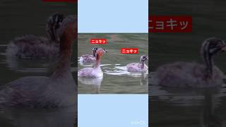 警戒するカイツブリ grebe カイツブリ 武蔵関公園 [upl. by Narret]