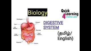 Digestive System in TamilEnglish TNPSC SSCUPSC [upl. by Lash952]