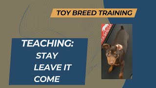 Toy Breed Training Guide Leave It Come and Stay with Me [upl. by Valene]