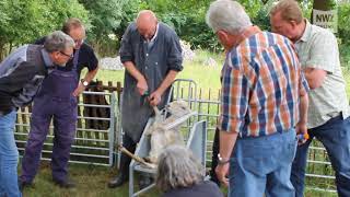 KlauenpflegeSeminar in Hatterwüsting [upl. by Airakaz272]