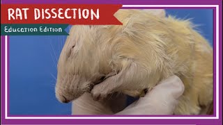 Rat Dissection  When the Cats Away EDU [upl. by Yclehc]