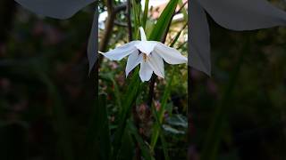 Delightful Peacock Orchids  so delicate and fragrant [upl. by Warden]