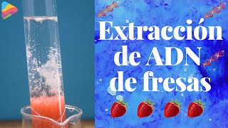 Extracción de ADN de fresas 🍓  Aprende Con Tabella [upl. by Fretwell]