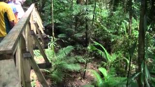 Rain Forest Daintree National Park  Australia [upl. by Heath]