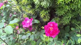 Tatton Park Cheshire Rose garden FULL TOUR  Beautiful Roses [upl. by Cosetta]