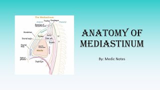 Anatomy of mediastinum [upl. by Nagear152]