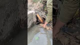 Unclogged Culvert Drain  Removal Debris Clogged Culvert Drain Water To Farm In The Dry Season [upl. by Hairas]