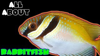 All About The Two Barred Rabbitfish [upl. by Roger]