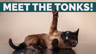 Tonkinese Cats 101 Personality History Behavior And Health [upl. by Aleyak423]