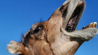 The Amazing Dromedary Camel [upl. by Eahcim518]