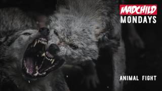 Madchild  Animal Fight Produced by CLance MadchildMondays [upl. by Lyris]