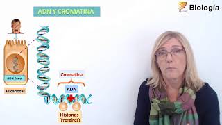 39Biología Núcleo y cromatina [upl. by Namad]