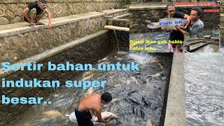 Sortir indukan ikan mas untuk bahan babon sampai 10kg lebih [upl. by Ainslee]