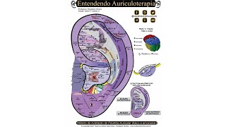 👂 MAPA DE AURICULOTERAPIA COMPLETO [upl. by Ynehteb279]