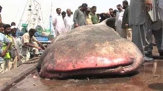 Dunya NewsKarachi fishermen catch 3500 KG 18feet shark [upl. by Eidob913]