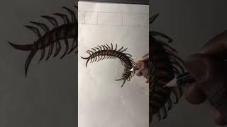 Escolopendra  ciempiés dibujos a lápiz ✏️Dir Chacho01 [upl. by Ydissak]