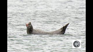 Cri du phoque communSound of the Harbor Seal [upl. by Belvia]