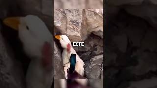 ¡ESTE PATO ERA RECHAZADO POR TODOS PERO😲😨 reflexiones animales historiareal respetoanimal [upl. by Rabma732]