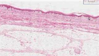 Shotgun Histology Introduction [upl. by Aryn]