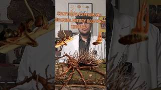 Cordyceps Nutrient Broth Recipe for Growth Inoculation Experiment Cordyceps Mycology Inoculate [upl. by Virgil]