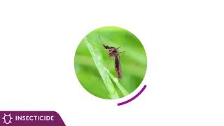 What is DURAFLEX ZC for Mosquito control all about [upl. by Ardnalahs]