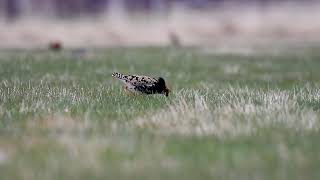 Ruff Calidris pugnax Varanger 24 May 2019 [upl. by Vin]