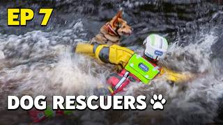 Dog Rescuers Dogs Rescued From Extreme Conditions  Full Documentary [upl. by Leahcimluap870]